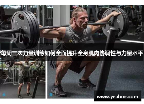 每周三次力量训练如何全面提升全身肌肉协调性与力量水平